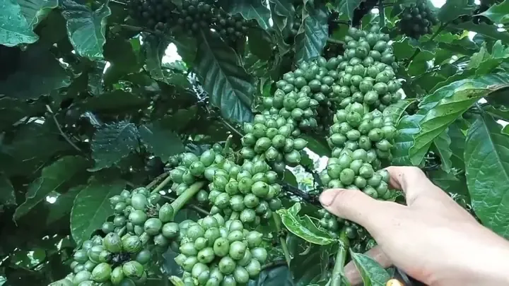 Ảnh hưởng của khoảng cách trồng đến mật độ và năng suất cây cà phê xanh lùn