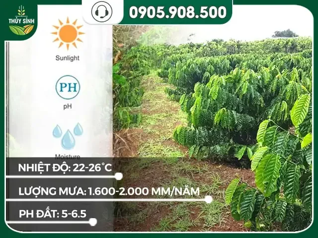 Phân tích điều kiện khí hậu và thổ nhưỡng lý tưởng để trồng cà phê xanh lùn