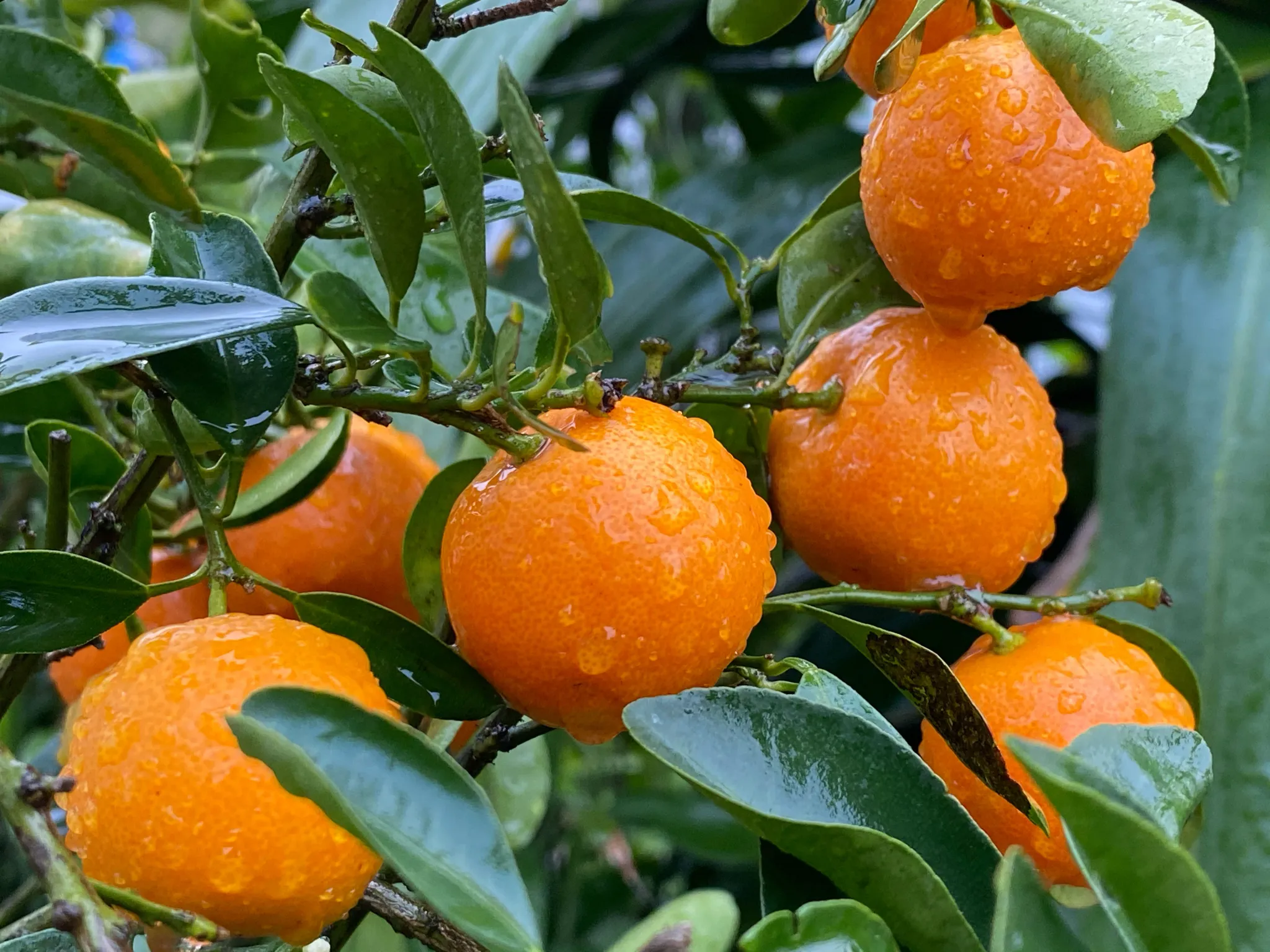 Hình ảnh minh họa quy trình chăm sóc và xử lý cây quất để ra quả sai, đẹp vào dịp Tết