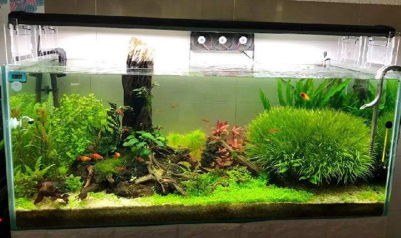 Kỹ thuật dùng nhíp để trồng từng cụm cỏ Nhật thủy sinh vào chất nền