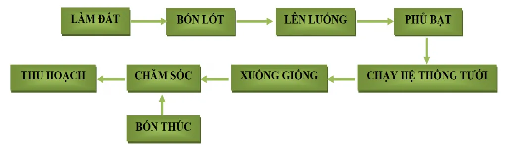 Quy trình trồng cây nha đam