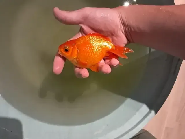 Quy trình xử lý xỉ than trước khi trồng cây, minh họa việc chuẩn bị giá thể