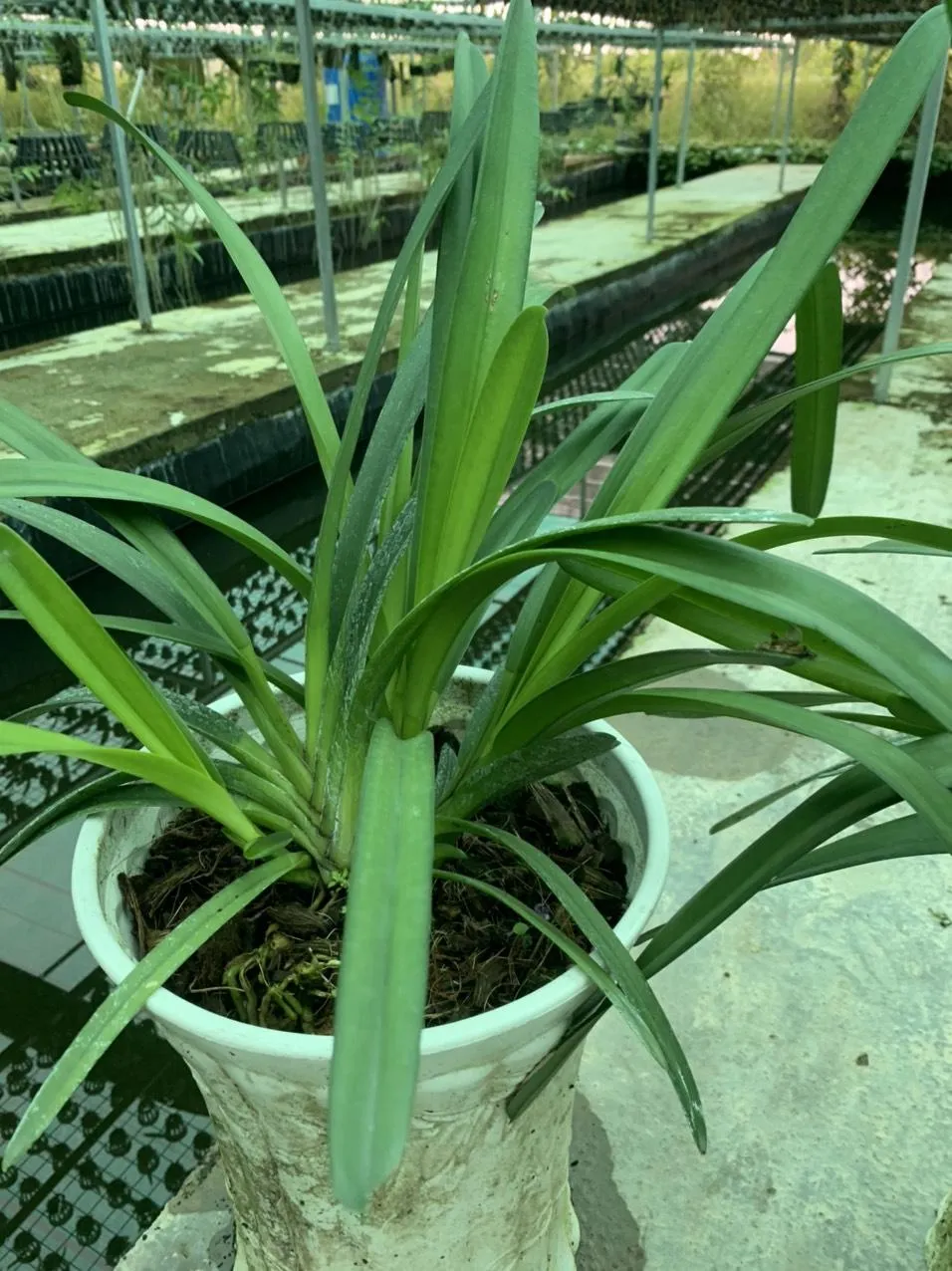 Khóm lan Kiếm vàng Phan Trí được trồng thành công, đang ra chồi non và phát triển rễ mới