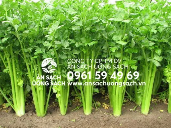 Rau cần nước được trồng trong diện tích đất nhỏ, đảm bảo chất lượng và an toàn vệ sinh