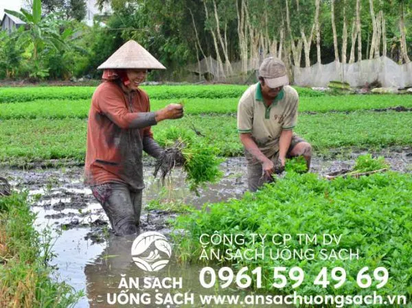 Cần nước được trồng ngoài đất ruộng theo phương pháp ngập nước