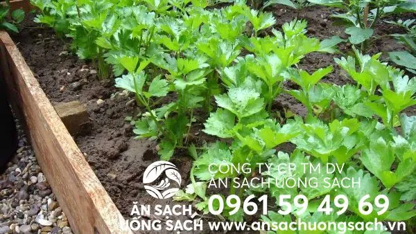 Cần nước được trồng trong thùng xốp tại nhà, thể hiện tính ứng dụng cao của phương pháp