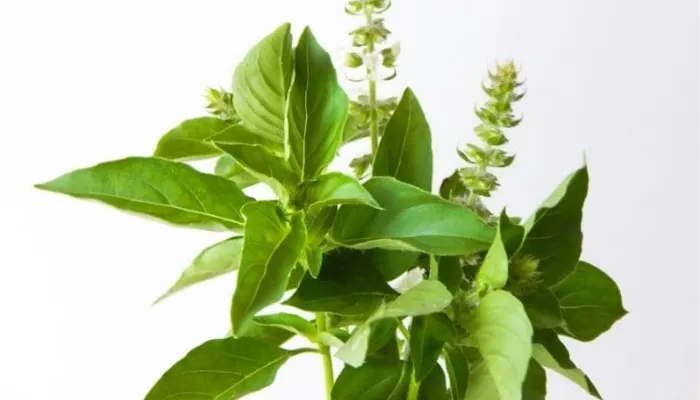 Đặc điểm nhận dạng cây rau húng Láng chuẩn