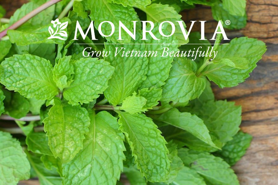 Cách Trồng Rau Húng Quế Bằng Cành Đạt Năng Suất Cao Tại Nhà