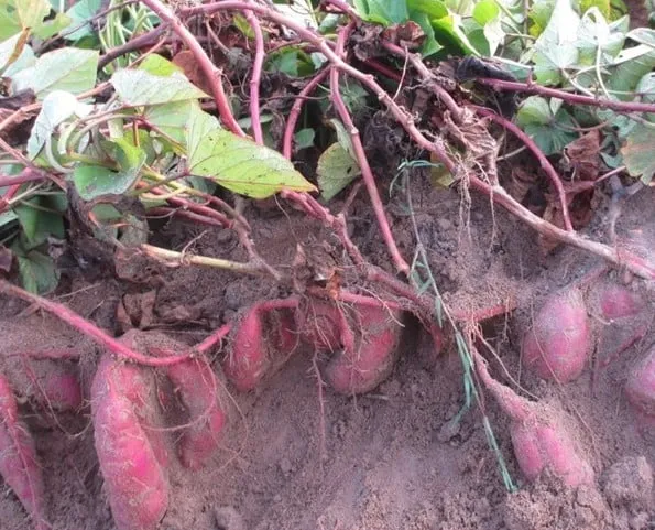 Cây rau lang tươi tốt đang phát triển lá và rễ chuẩn bị tạo củ