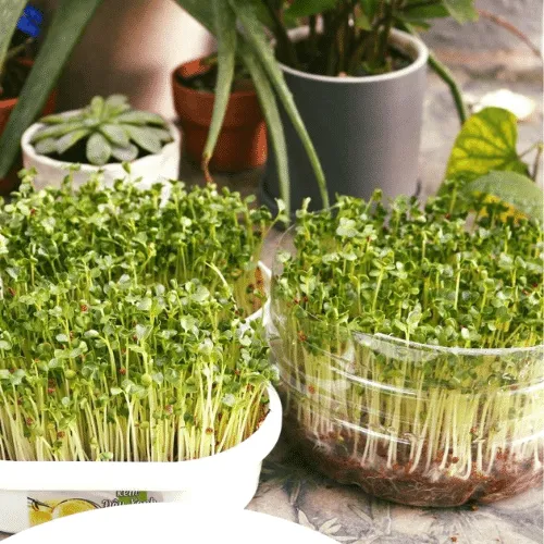 Rau mầm được trồng trong khay với giá thể xơ dừa và đã sẵn sàng thu hoạch