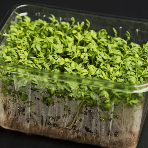 Hệ thống trồng rau mầm thủy canh đơn giản tại nhà bằng rổ và xô