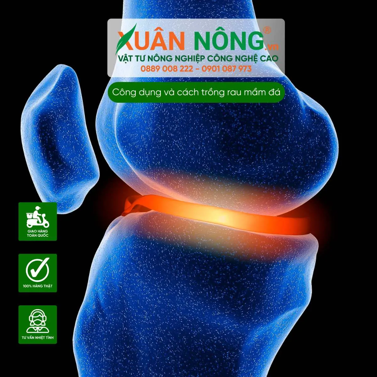 Các hợp chất trong rau mầm đá giúp phục hồi xương khớp