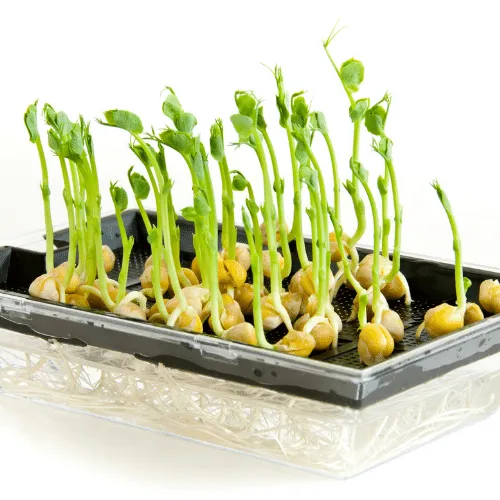 Khay trồng mầm lan đậu Hà Lan đang được ủ kín bằng bìa carton