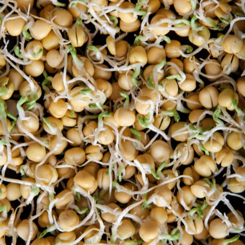 Hạt đậu Hà Lan đang được ngâm chuẩn bị cho quy trình trồng mầm lan