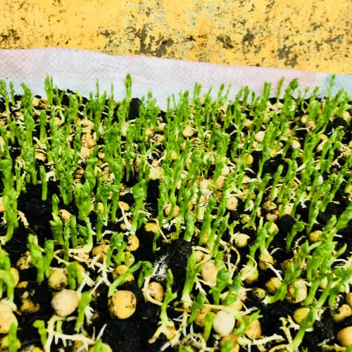 Mật độ gieo hạt dày đặc của rau mầm trồng bằng đất trong thùng xốp