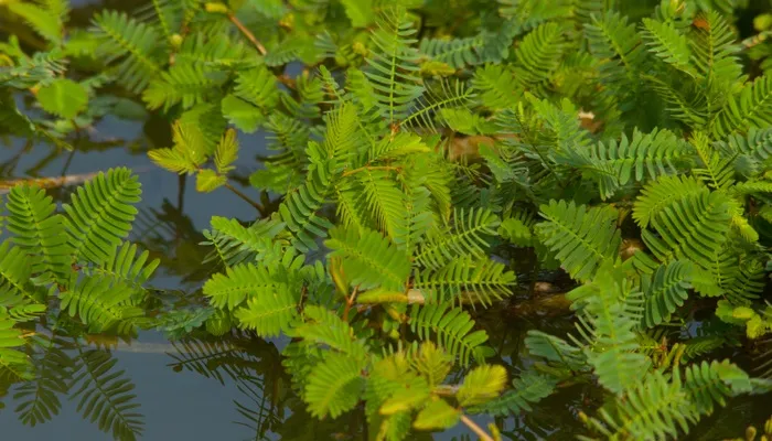 Rau nhút đã thu hoạch, biểu tượng cho bài thuốc quý trong y học dân gian