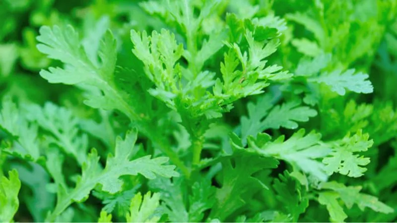 Lá rau tần ô (cải cúc) tươi non, chuẩn bị thu hoạch