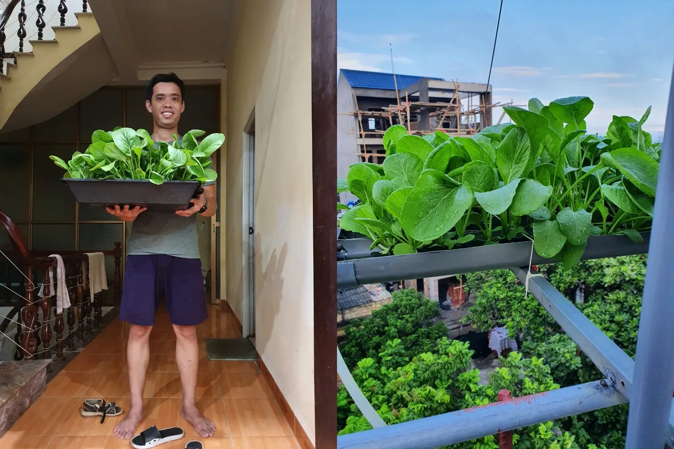 Tận dụng sân thượng trồng đa dạng các loại rau ăn lá và rau gia vị