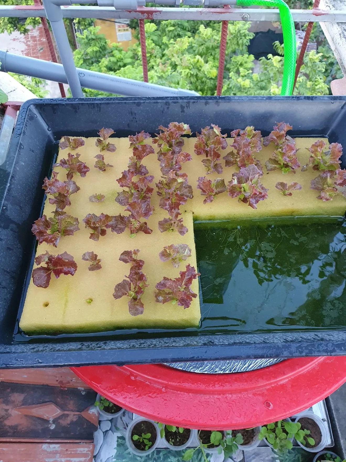 Trồng rau giống và ươm mầm trước khi đưa vào giàn thủy canh