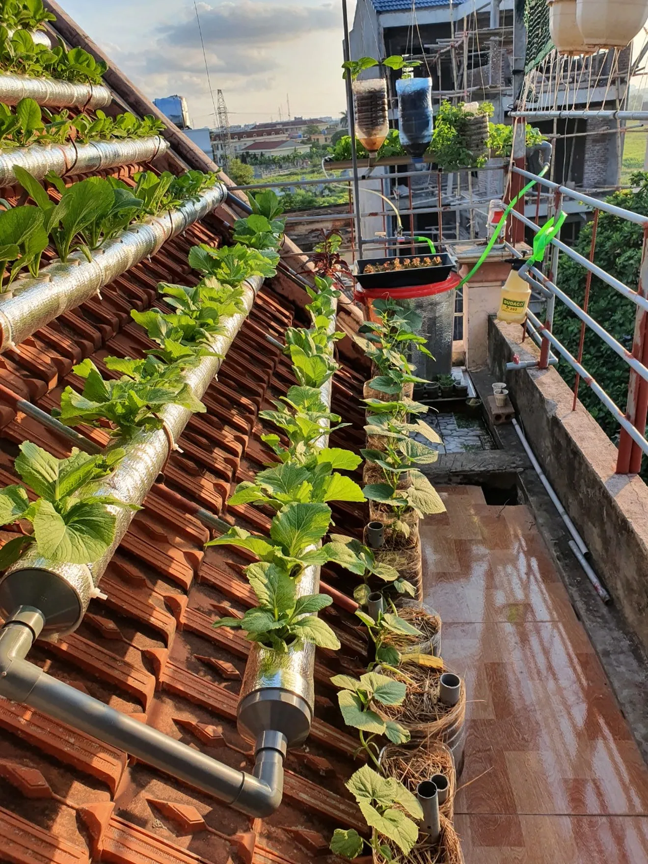 Kỹ thuật trồng rau sáng tạo kết hợp thổ canh và thủy canh trên sân thượng