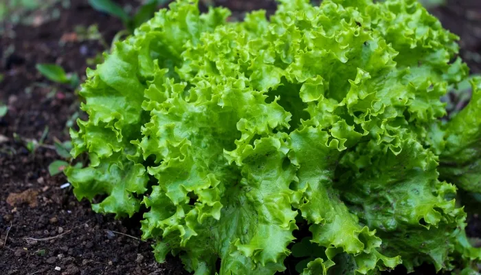 rau xà lách trồng mùa nào tốt