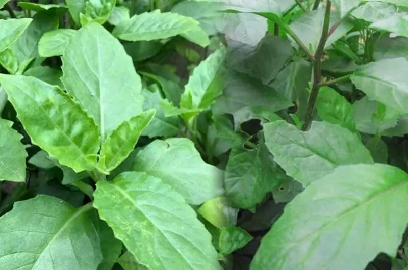 Cây bầu đất có thân mọng nước, dễ phân nhánh và lá mọc so le