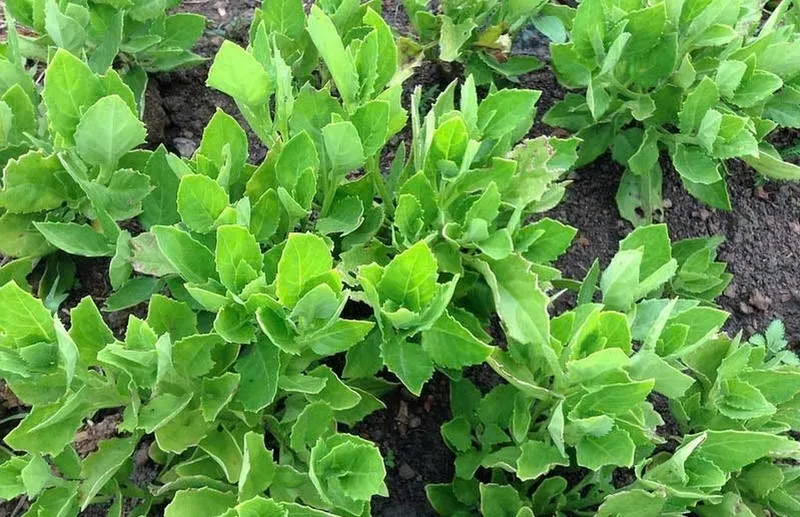 Quy trình trồng và chăm sóc rau bầu đất tại nhà cần tuân thủ kỹ thuật