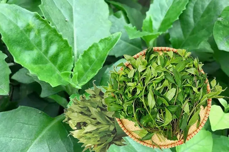 Bầu đất được sử dụng như một vị thuốc quý trong y học cổ truyền