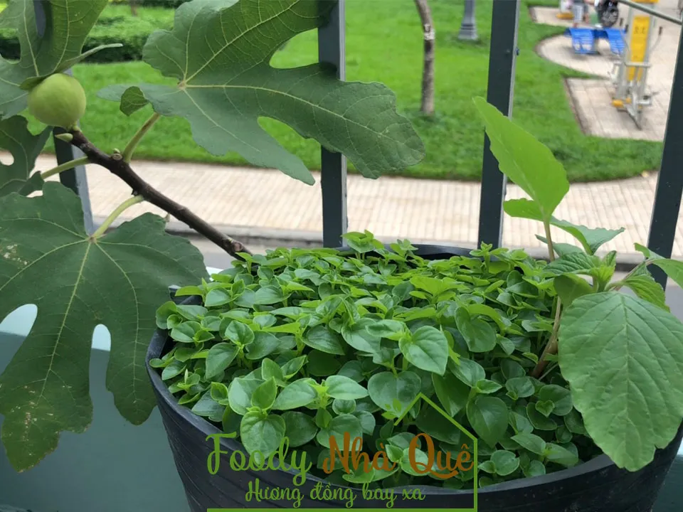 Hình ảnh cây rau càng cua đang phát triển trong chậu