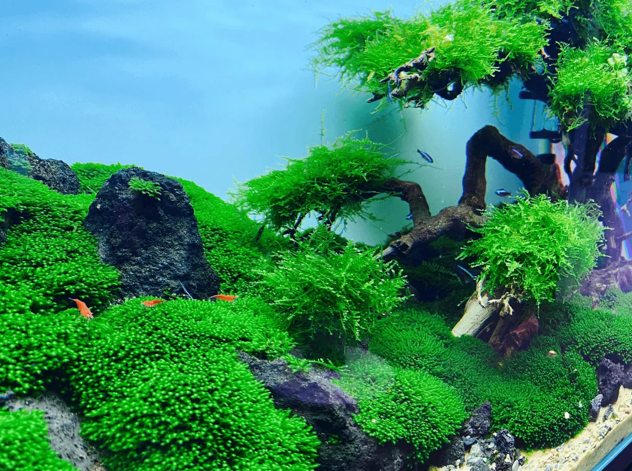 Bố cục bể thủy sinh có rêu Minifiss đẹp mắt, chứng minh hiệu quả cách trồng rêu minifiss