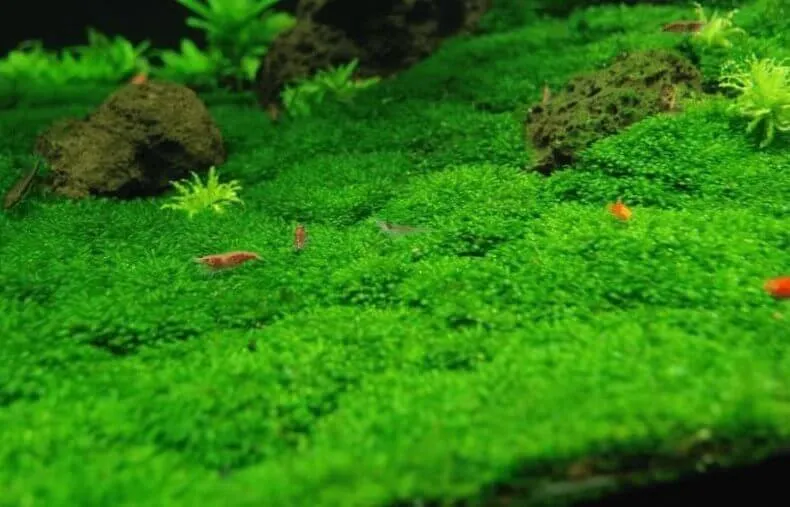 Thảm rêu Minifiss xanh mướt sau khi áp dụng kỹ thuật trồng rêu minifiss