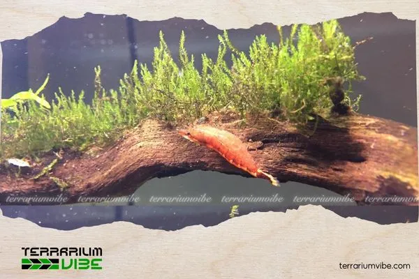 Phân tích Hình Thái Phát Triển Đặc Trưng của Rêu Phượng Vĩ Đài Taxiphyllum sp. “Flame”