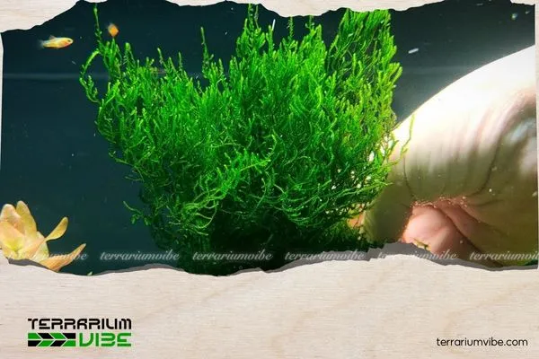 Chuẩn Bị Giá Thể Lũa và Đá cho Kỹ Thuật Trồng Rêu Phượng Vĩ Đài