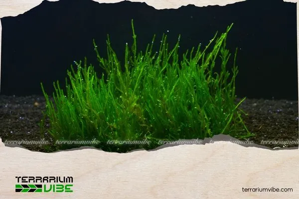 Chiến Lược Chăm Sóc Ánh Sáng và Dinh Dưỡng Cho Rêu Phượng Vĩ Đài