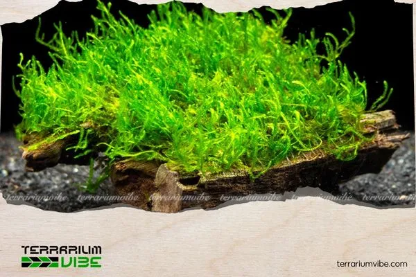 Lưu ý Quan Trọng trong Quá Trình Nuôi và Chăm Sóc Rêu Phượng Vĩ Đài