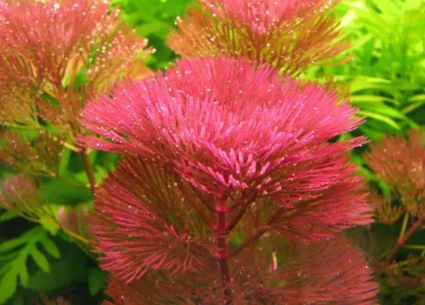 Rong la hán lá đỏ (Cabomba furcata) cần bổ sung phân nước có chứa sắt