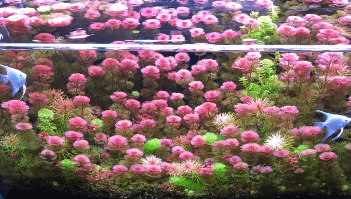 Rong la hán tím và đỏ trong hồ thủy sinh