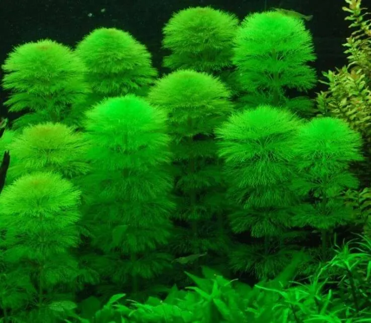 Rong la hán xanh trong hồ thủy sinh