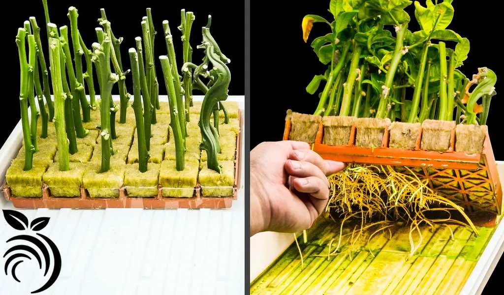 Kỹ thuật giâm cành và ươm gốc ghép cam quýt trong bông khoáng