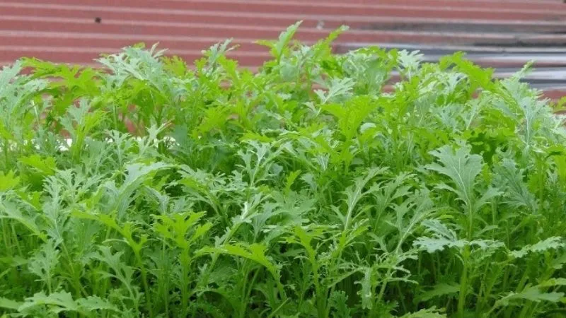 Cây rau tần ô đang phát triển mạnh mẽ trong thùng xốp