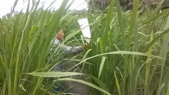 Ruộng trồng cây niễng chuyên canh để thu hoạch thân niễng làm vật liệu