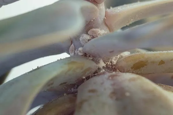 Sen đá bị rệp tấn công, cần xử lý để tránh lây lan