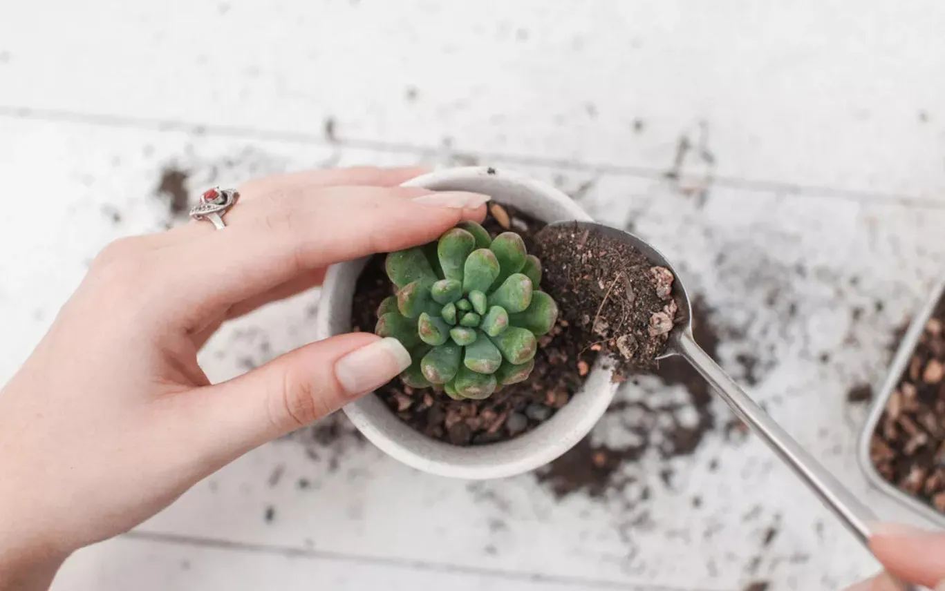 Quy trình trồng cây sen đá vào chậu đơn giản và hiệu quả