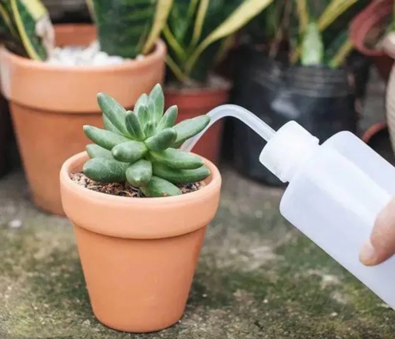 Tưới cây sen đá đúng cách: Tưới vào đất, tránh lá