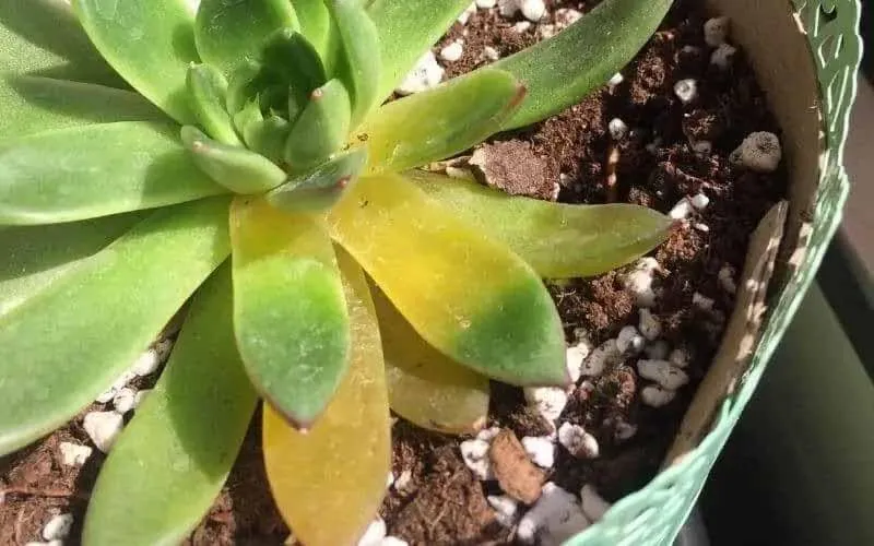 Sen đá bị vàng lá, dấu hiệu của sự thiếu hụt hoặc bệnh lý