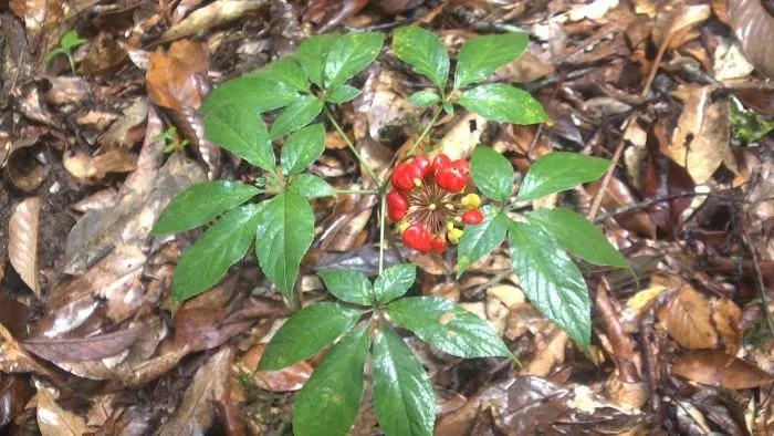 Sâm Ngọc Linh vừa được thu hoạch, có phần thân rễ màu vàng nhạt và nhiều sẹo đốt