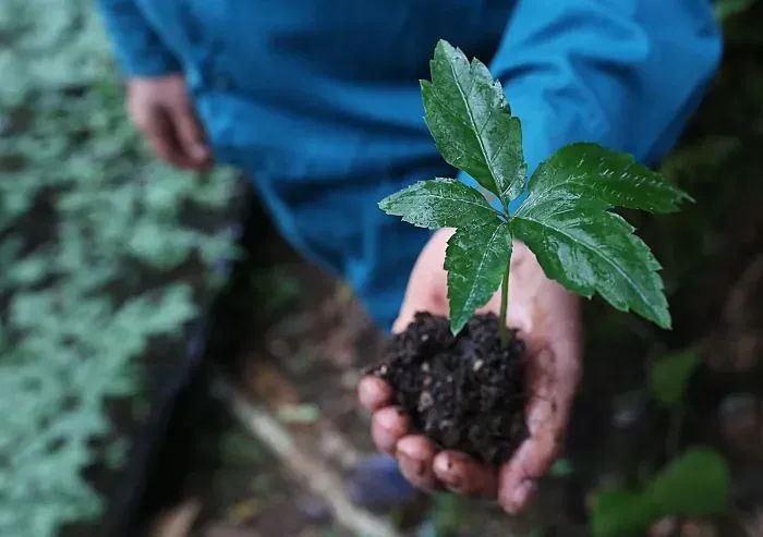 Củ Sâm Ngọc Linh được đóng gói cẩn thận, cho thấy tầm quan trọng của việc bảo tồn và trồng trọt