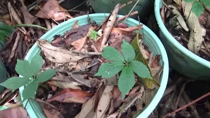 Một cây Sâm Ngọc Linh với thân và lá xanh tươi, cho thấy sự sinh trưởng khỏe mạnh trong điều kiện môi trường lý tưởng