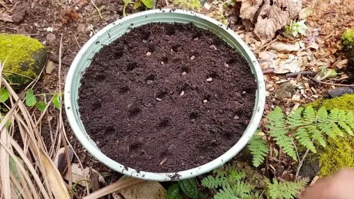 Cận cảnh nụ hoa Sâm Ngọc Linh màu vàng, báo hiệu chu kỳ ra hoa và kết trái của cây sâm