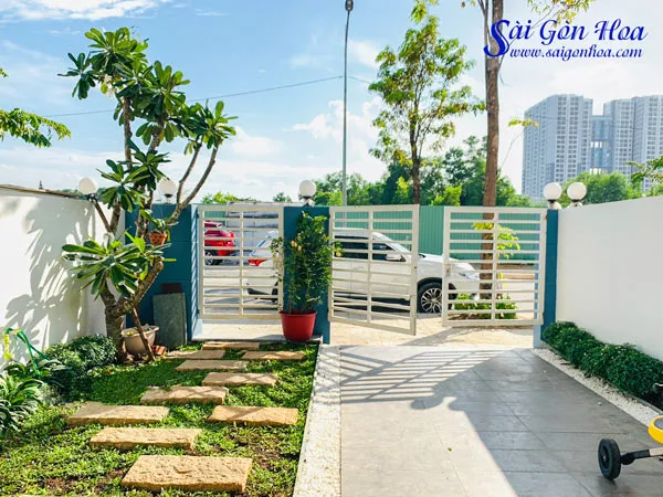 Cây sứ đại được trồng trong một khu vườn biệt thự theo phong cách Châu Âu